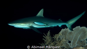 Caribbean Reef Shark, with Pedro Padilla and friends of I... by Abimael Márquez 